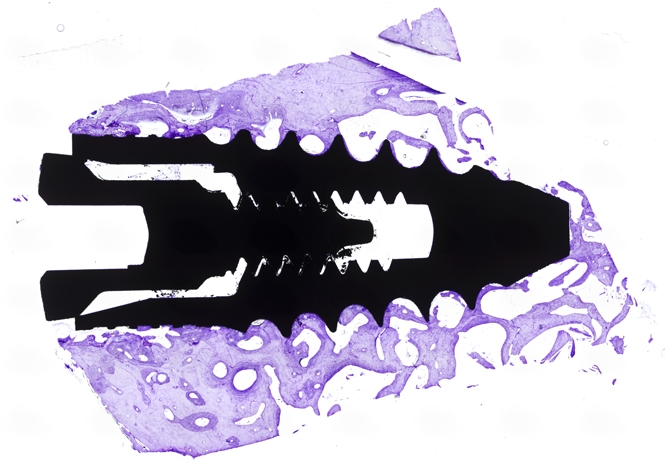 HISTOLOGY